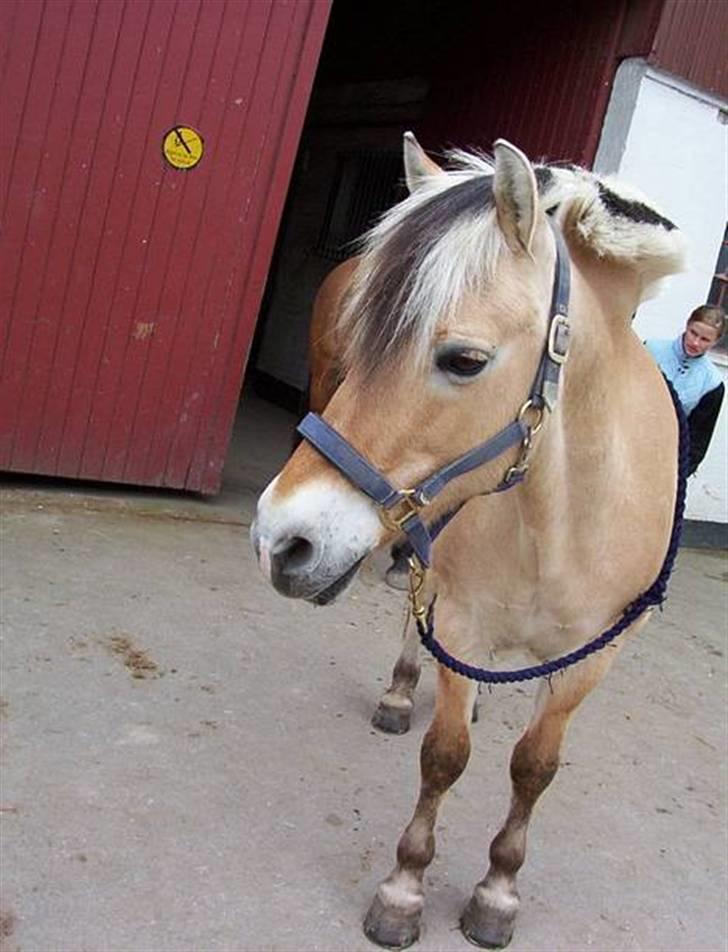 Fjordhest Kasper billede 3