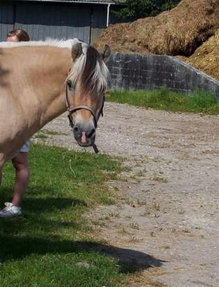Fjordhest Kasper billede 4