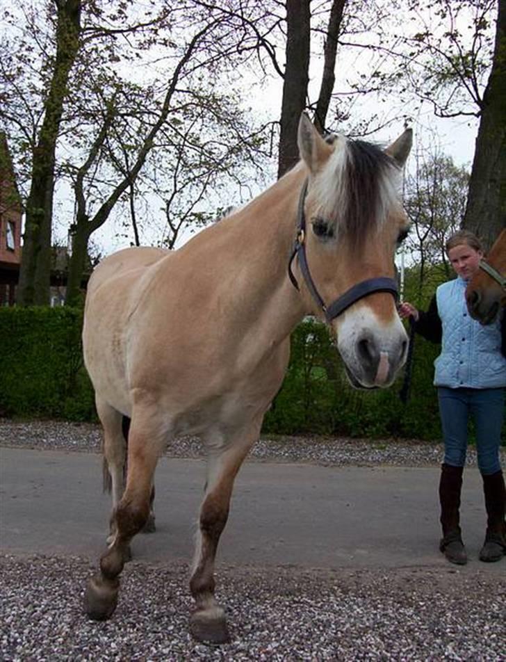 Fjordhest Kasper billede 6