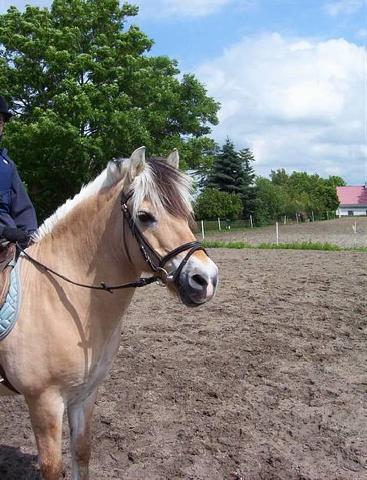 Fjordhest Kasper billede 9