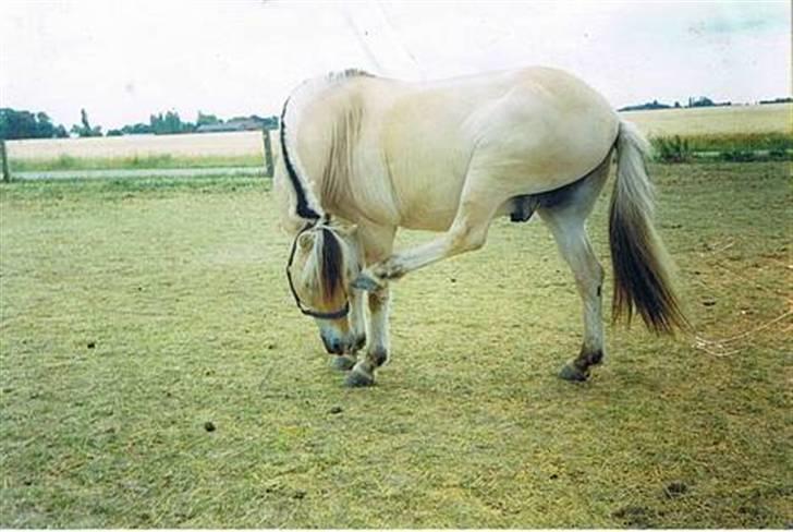 Fjordhest Kasper - Det klør lige ..  billede 10