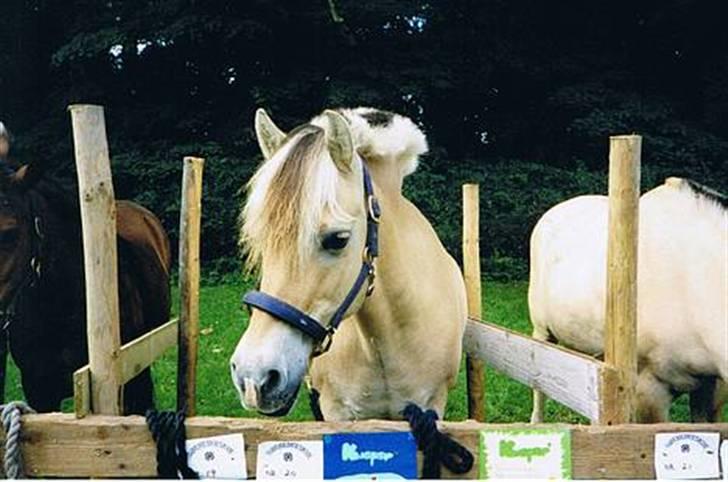 Fjordhest Kasper - På dyreskue i svinglen billede 11
