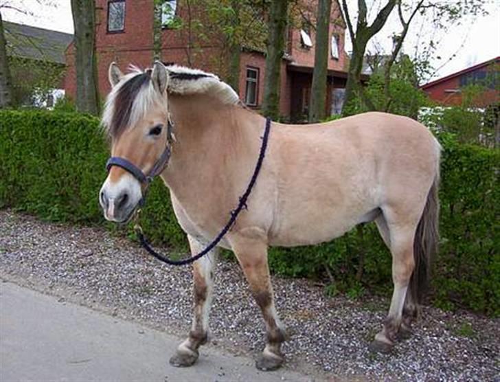 Fjordhest Kasper billede 12