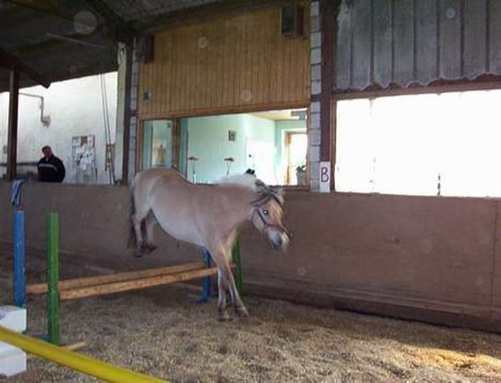 Fjordhest Kasper billede 13