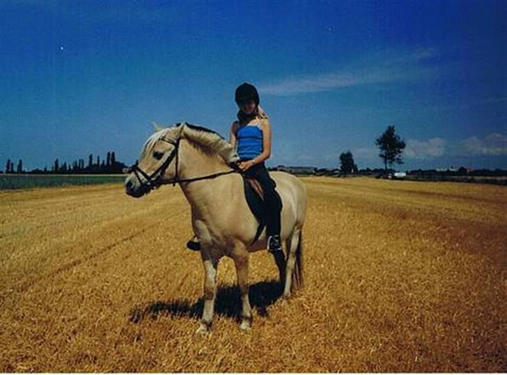 Fjordhest Kasper - Jeg og Kasper på stubben ! billede 14