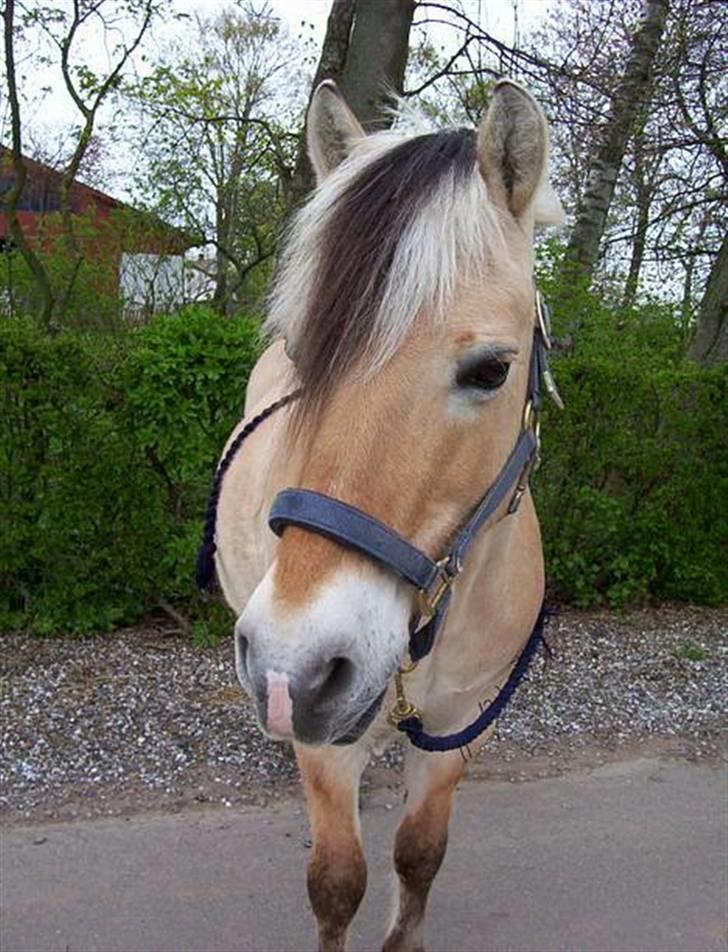 Fjordhest Kasper billede 15
