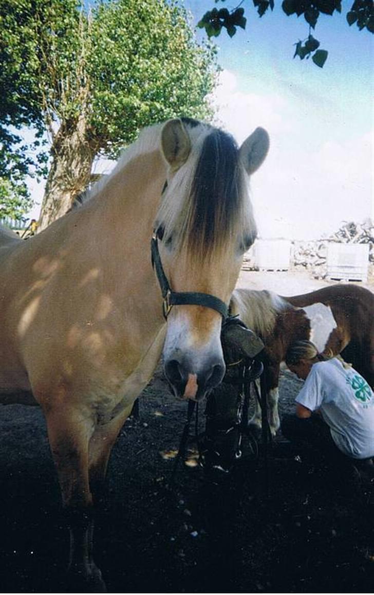 Fjordhest Kasper - Ved at gøre klar til dyreskue :)  billede 16