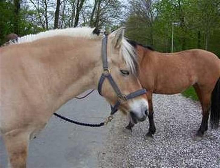 Fjordhest Kasper billede 17