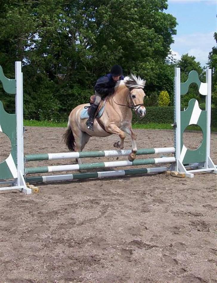 Fjordhest Kasper - Natasja springer :)  billede 18