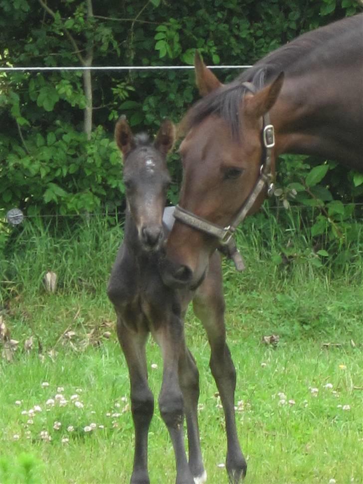 Anden særlig race Himmelhest Nightwish *DRØMMEHESTEN* - 1 dag gammel sammen med moar . billede 16