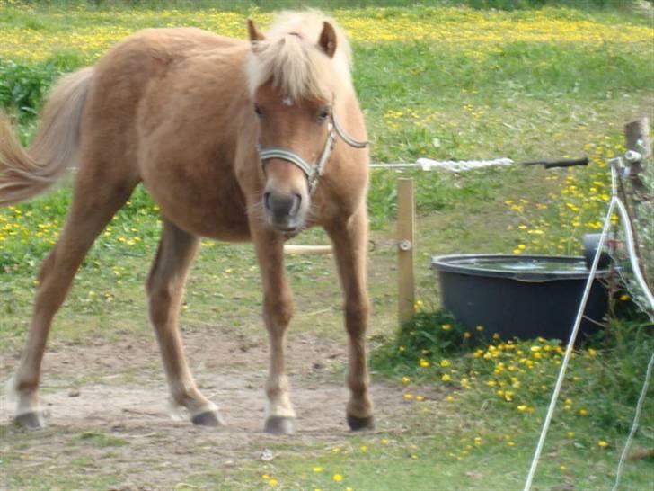 Anden særlig race Klaus SOLGT billede 18