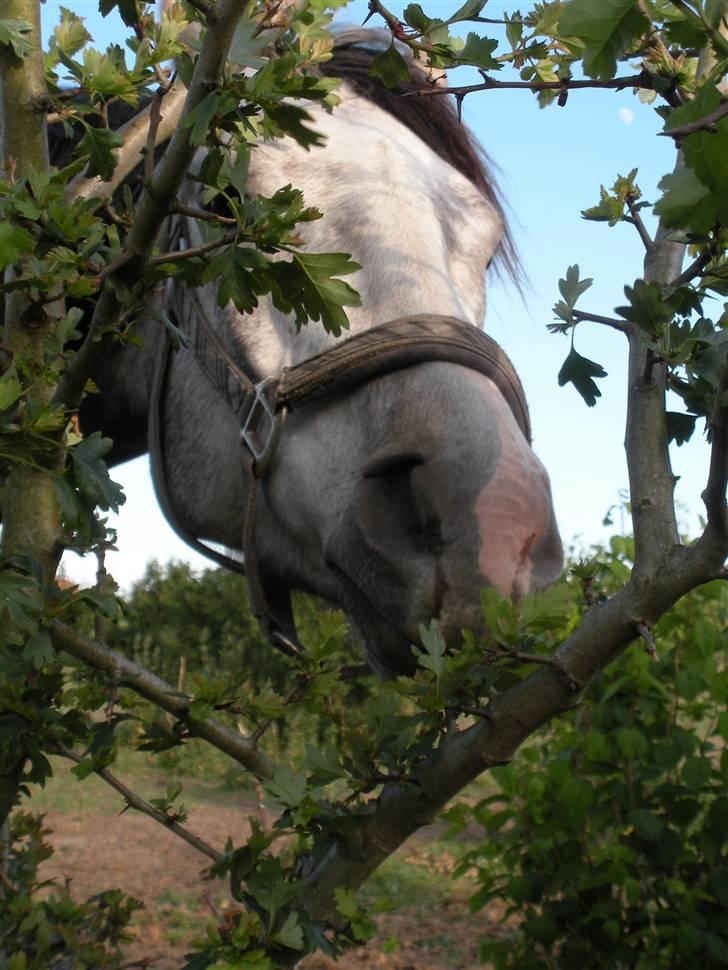 Fuldblod (XX) Warrior billede 10