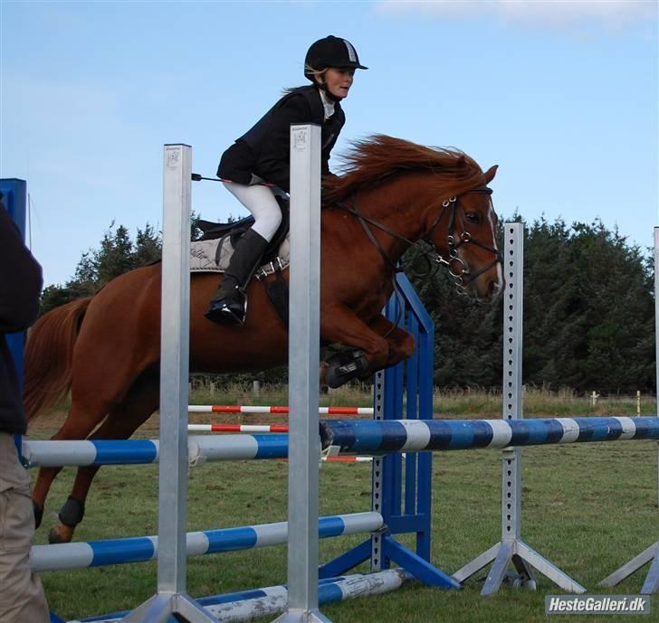 New Forest Baldur billede 4