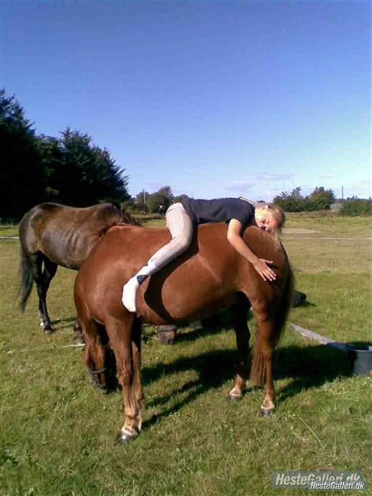 New Forest Baldur billede 7