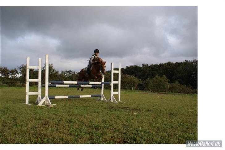 New Forest Baldur billede 19