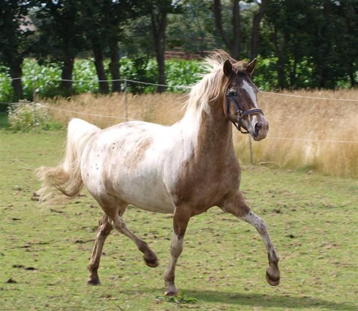 Anden særlig race Silas <3 - sillebøven på sommergræs, lidt beskidt :D billede 17