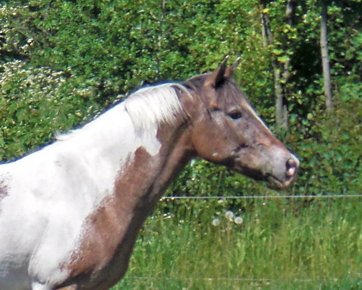 Anden særlig race Silas <3 - sillefisen på sommergræs. billede 19
