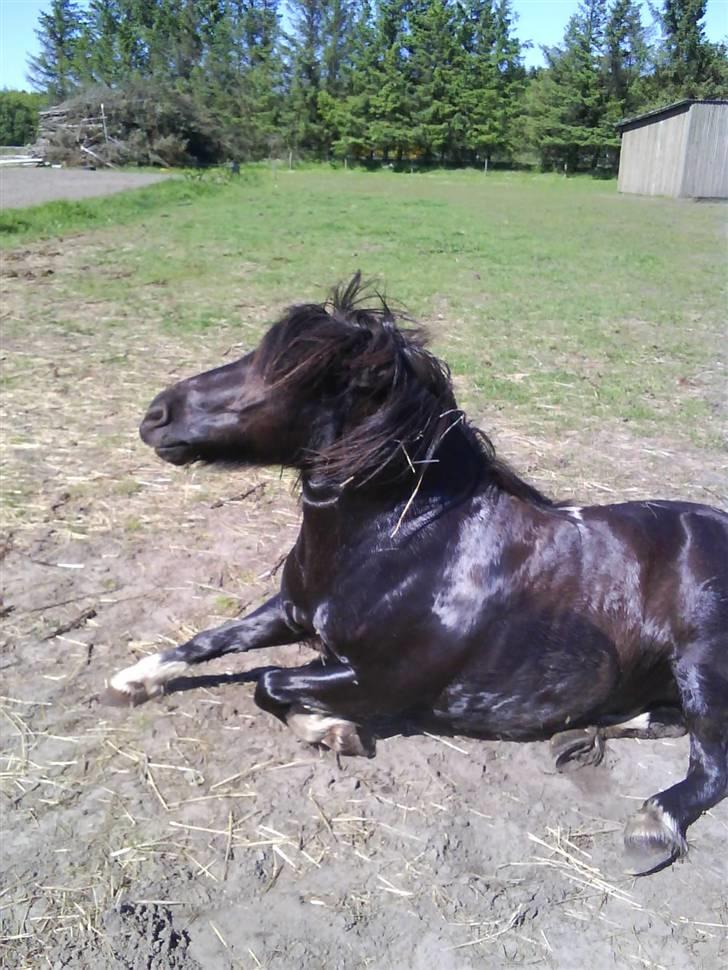 Shetlænder sararbi(biss) - er jeg ikke bare lækker efter et bad billede 4