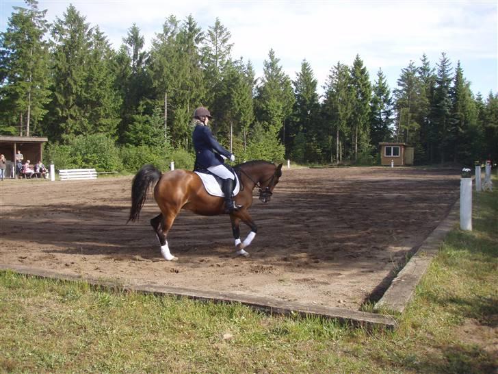 New Forest Solbakkens Silika Solgt - Silika i trav til sit første stævne d. 6-7 juni billede 17