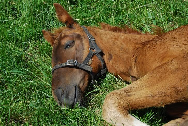 Dansk Varmblod Quiet Please C billede 4