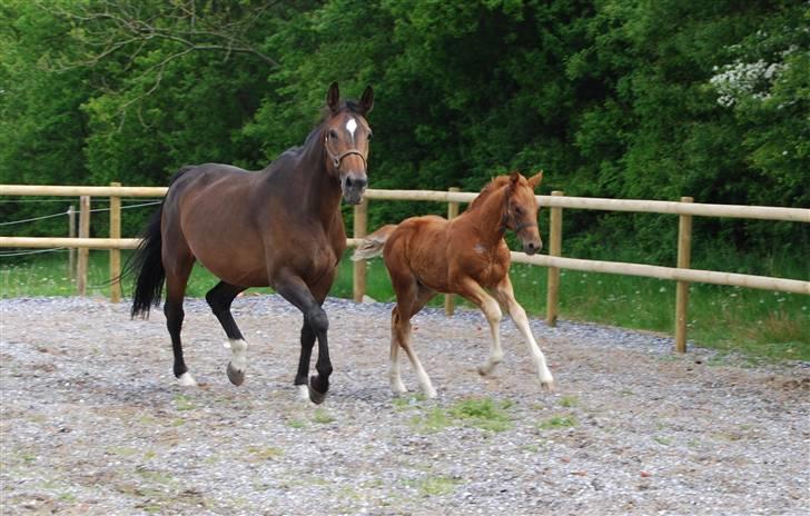 Dansk Varmblod Quiet Please C billede 5