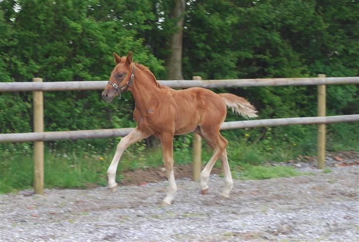 Dansk Varmblod Quiet Please C billede 6