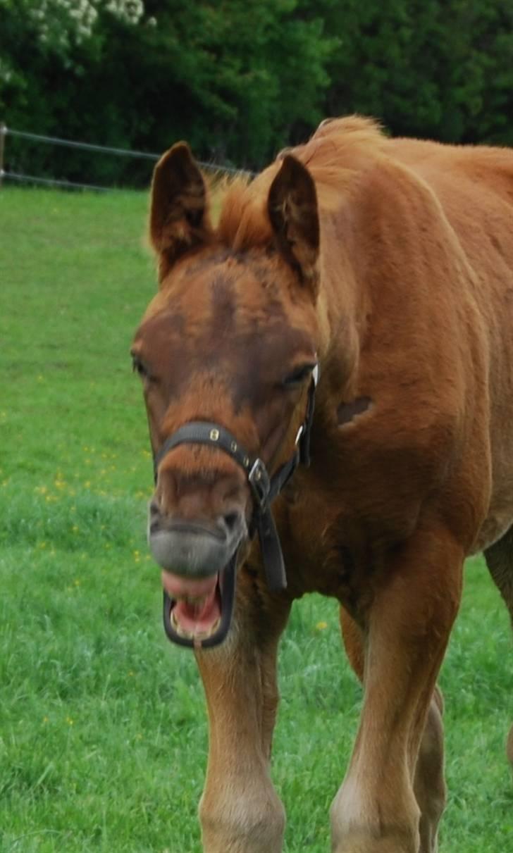 Dansk Varmblod Quiet Please C billede 7