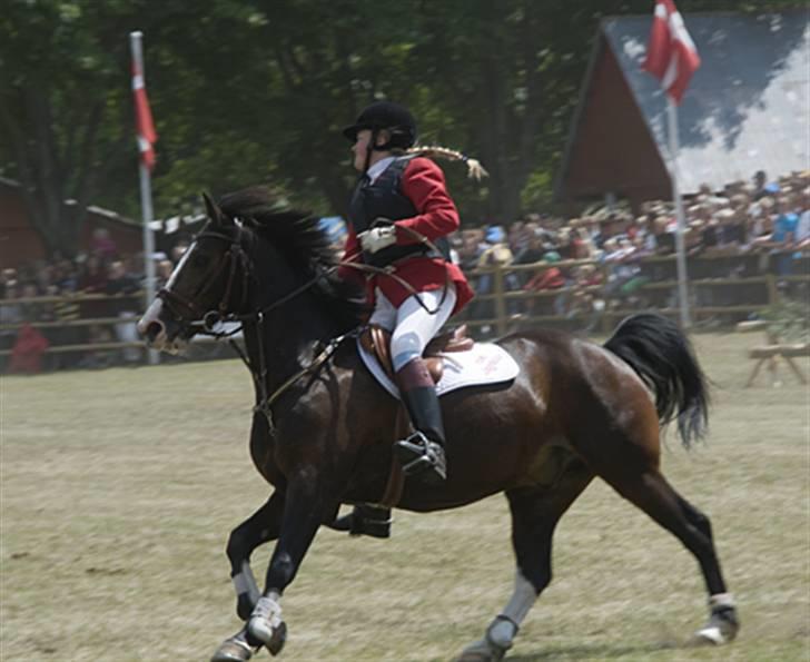 Hollandsk Sportspony Donkey Kong (B-PONY) - skal til at fange ræven (Roskilde Dyreskue 2009) billede 8