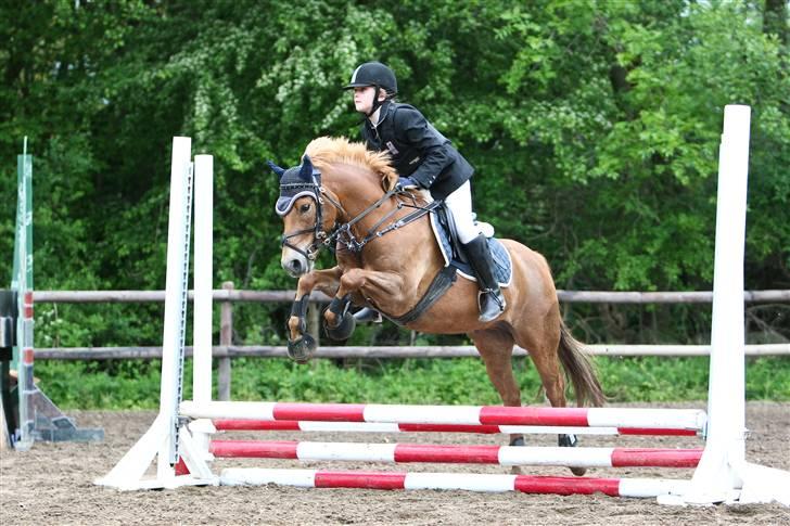 New Forest Casino (Solgt) - Vores aller første stævne(:. - Juli 2009!:D billede 16