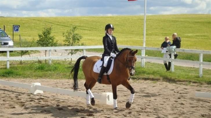 Tysk Sportspony don rico |DRØMME PONYEN|  - »Perfekt billede 3