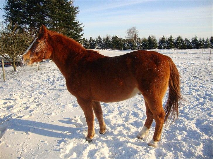 Anden særlig race Ponto *R.I.P* - Ponto :-) .. foto: mathilde Simonsen billede 3