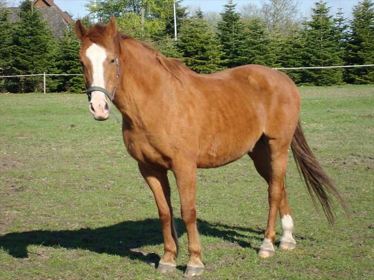 Anden særlig race Ponto *R.I.P* - Ponto :-) .. foto: mathilde Simonsen billede 7