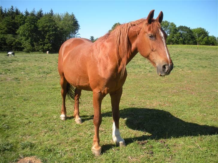 Frederiksborg Signe Lysdal - Signe nyder solen på en af de første varme sommerdage :) billede 1