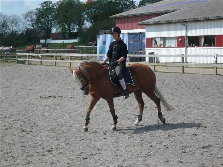 Hollandsk Sportspony  Calibra - solgt..RIP :-( - fotograf; mette simonsen. billede 12