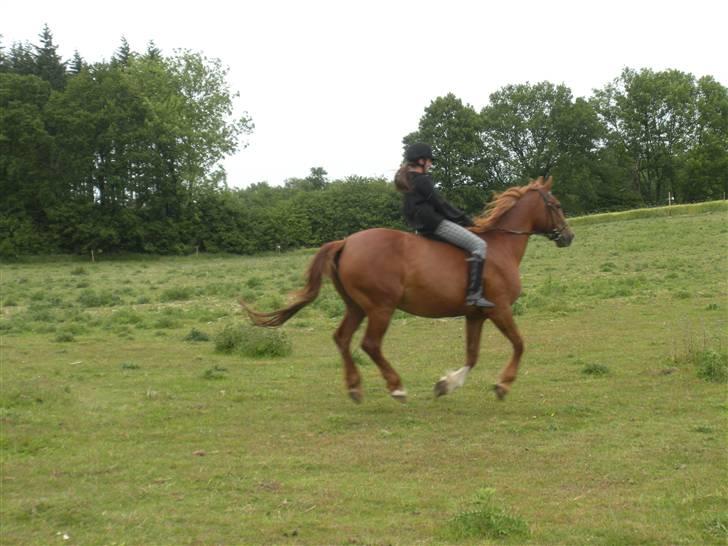 Frederiksborg Signe Lysdal - Galop for første gang efter den "hårde" vinter ;) <3 billede 6
