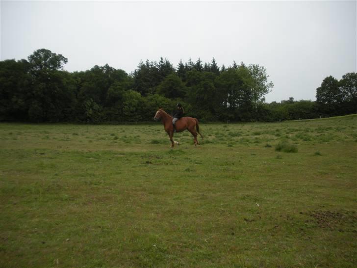 Frederiksborg Signe Lysdal - Galop igen, og det skal lige siges - grunden til at jeg sidder vildt mærkeligt er at hun er begyndt at galopere vildt mærkeligt. Men tro mig, selv om hun er en gammel dame nød hun denne turbo-galop på folden. Elsker dig Signe :´) <33 billede 7