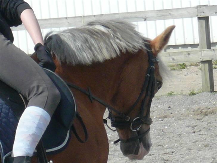 Hollandsk Sportspony  Calibra - solgt..RIP :-( - fotograf; mette simonsen. billede 14