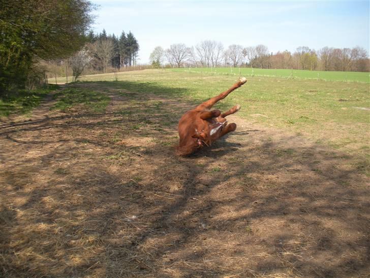 Frederiksborg Signe Lysdal - NINJA! XD (Syntes lige billedet skulle med :p) billede 8