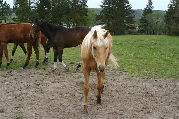 Palomino ACCOY OF TWILIGHT - Auqust 2010 billede 3