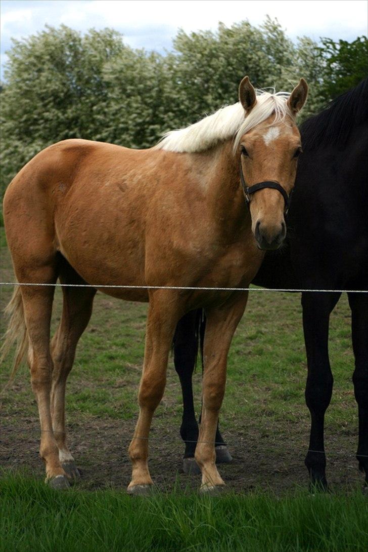 Palomino ACCOY OF TWILIGHT - Maj 2011.  billede 5