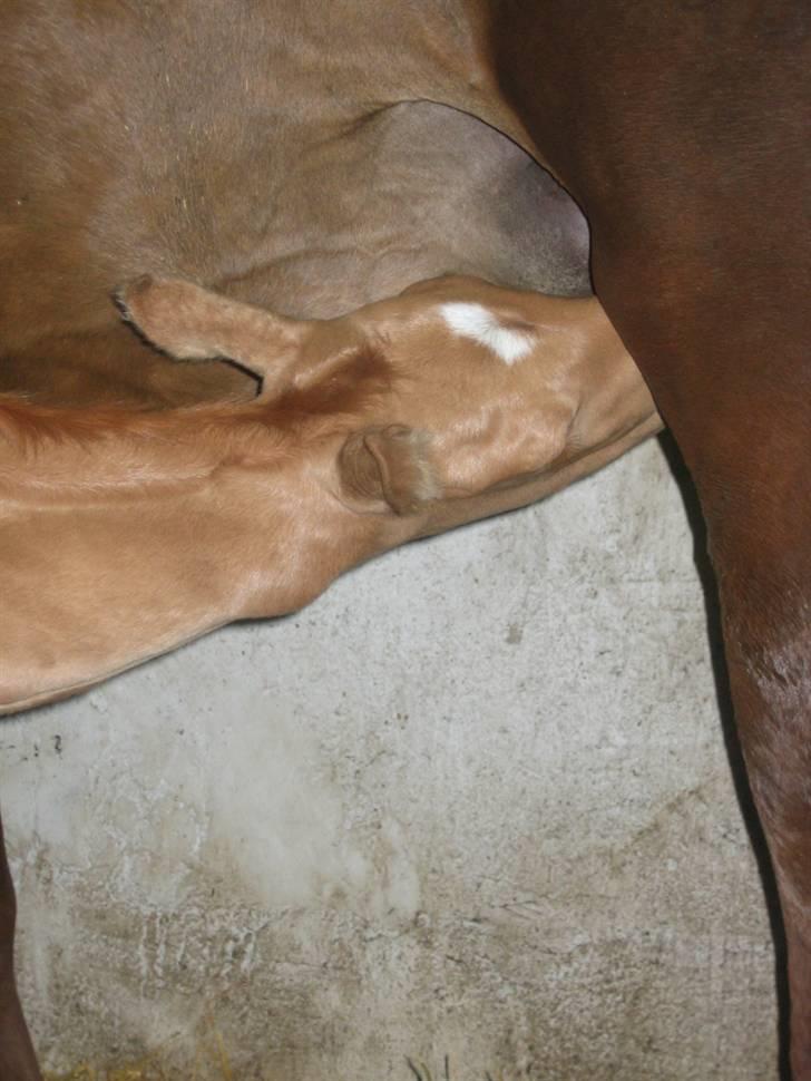 Palomino ACCOY OF TWILIGHT - Oq så liqe lidt maaad , mmmm.  
Juni 2009 billede 6