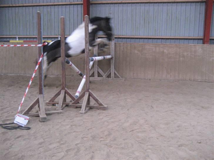 Hollandsk Sportspony Kees * SOLGT* - Sejereje.
 billede 14