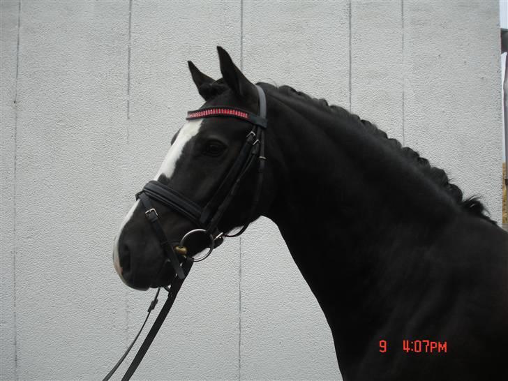Welsh Cob (sec D) Meter - Model billed. billede 6