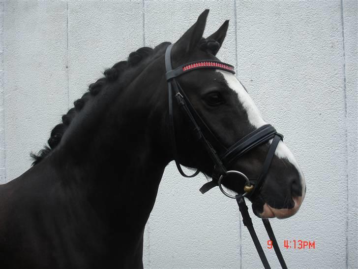 Welsh Cob (sec D) Meter - Model billed. billede 7