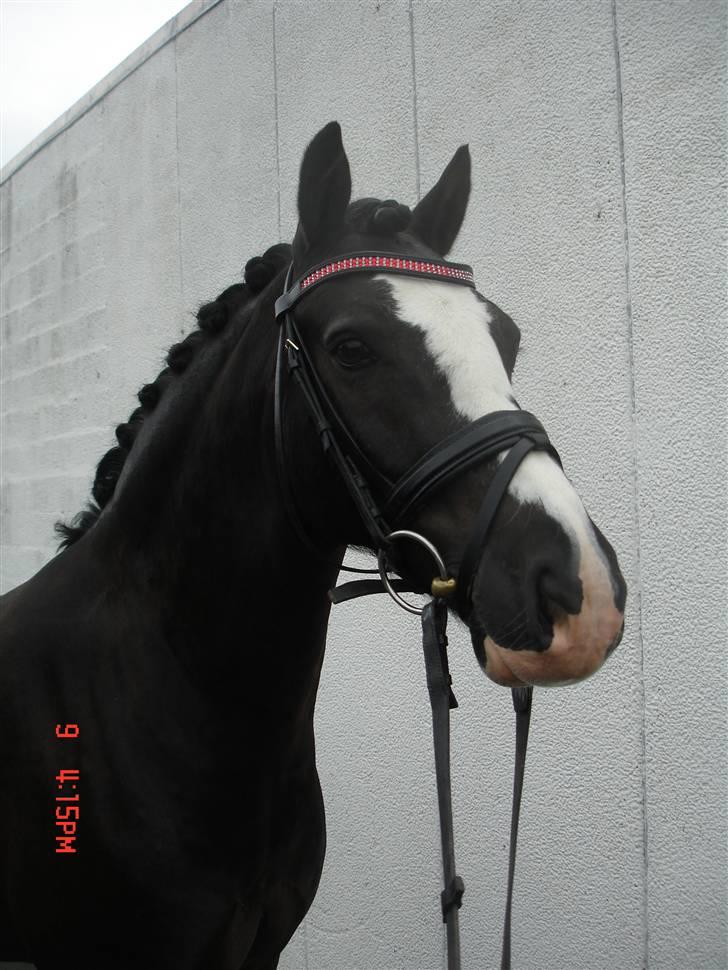 Welsh Cob (sec D) Meter - Model billed. billede 8