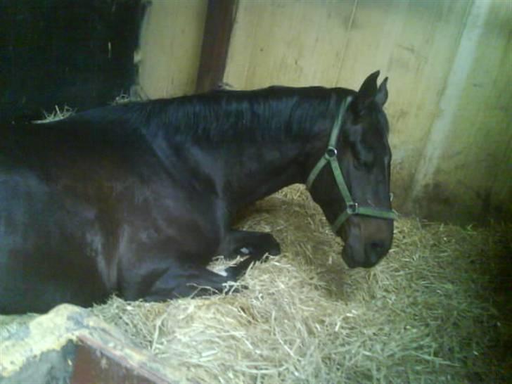 Dansk Varmblod Santos - santos er træææt :z  billede 6