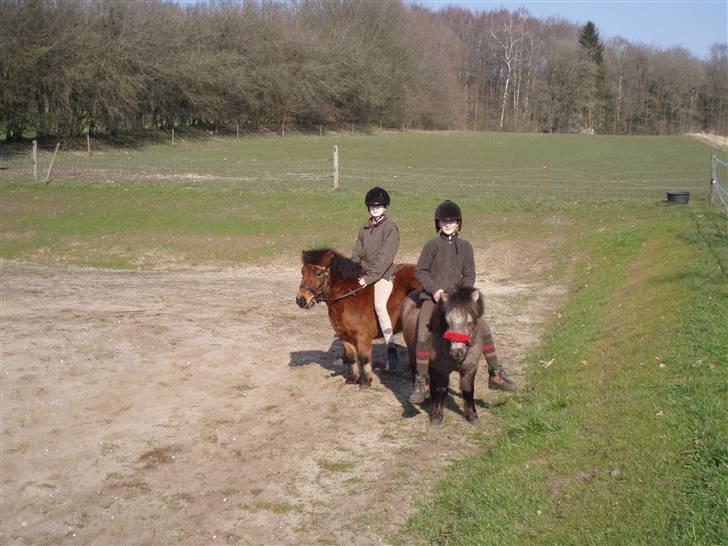 Shetlænder Kasper (solgt) - mig og jo hygge tur på H og K <3 billede 11