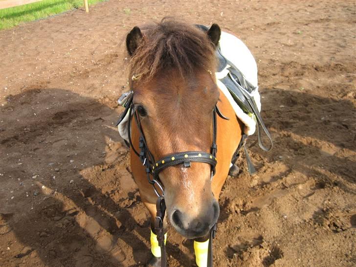 Shetlænder Kasper (solgt) - nuuh<3 billede 12