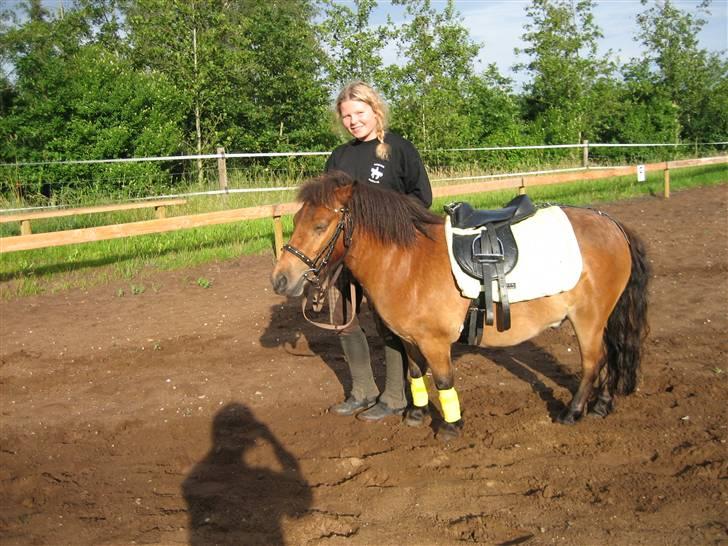 Shetlænder Kasper (solgt) - Asta og Kasper ;P billede 13