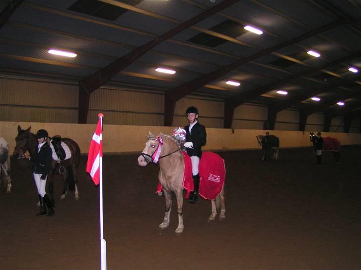 Welsh Cob (sec D) Rytterbjergets Imperial  - Søren vundet komunemesterskaberne billede 6
